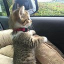 ���� ������, ���������, 46 ��� - ��������� 9 ������� 2016 � ������ ������ ��������