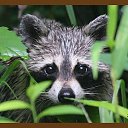 ���� ��, ����-������, 48 ��� - ��������� 26 ����� 2017