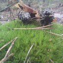 ���� ������, ��������, 50 ��� - ��������� 2 ������� 2017 � ������ �������