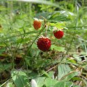 ���� ������, ���������� �����, 74 ���� - ��������� 24 ������� 2016 � ������ ���� ����������