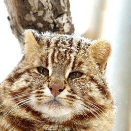 ������ �����������, �������, 52 ����