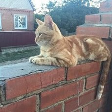 #Безкота_добро.Котята с пуповинами истошно орали под окнами 100 квартирного дома.