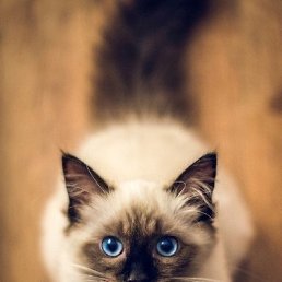 ������, ���������, 44 ����