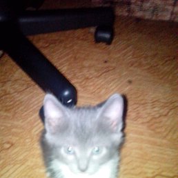 ���� �������, ������������, 60 ��� - ��������� 17 ����� 2017