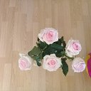 ���� �������, ������, 38 ��� - ��������� 8 ������� 2017 � ������ ���� ����������