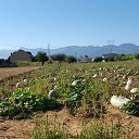  ***Sv***,  -  6  2016   Camino de Santiago   