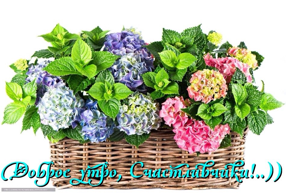 Сказочных, ярких, теплых выходных Вам!..)).Утро доброе с улыбкой Прибежало на порог. Люди спят, и ...