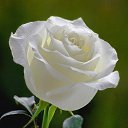 ���� Elena, ������� - ��������� 11 ������� 2017 � ������ ���� ����������