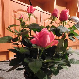 ���� ���������� ����������, �������� - ��������� 25 ����� 2017