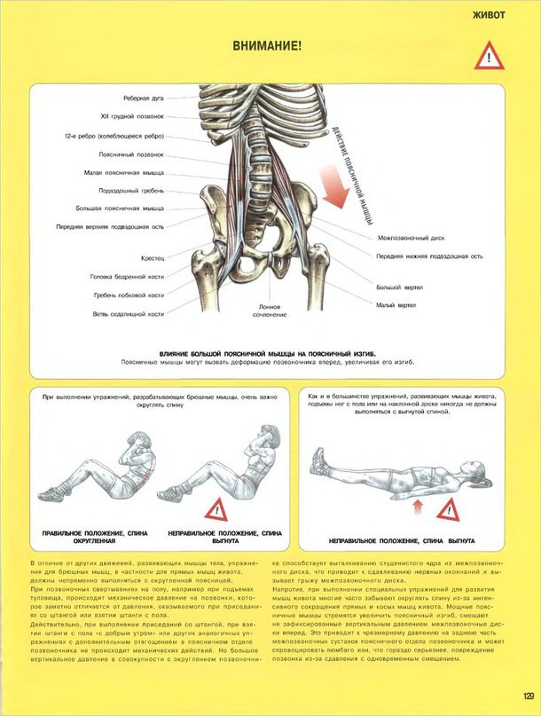 Суставы поясницы. Делавье анатомия силовых упражнений. Силовые упражнения для поясницы. Сгибание в поясничном отделе. Анатомия силовых упражнений на растяжку.