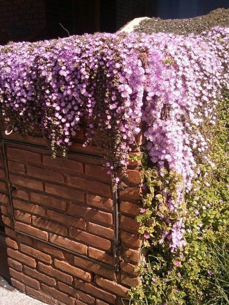 В Аргентине цветет Manto de la Virgen. На русский буквально переводится, как Покров Богородицы. - 3