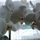 ��� ������� �� ������� ���� ����������