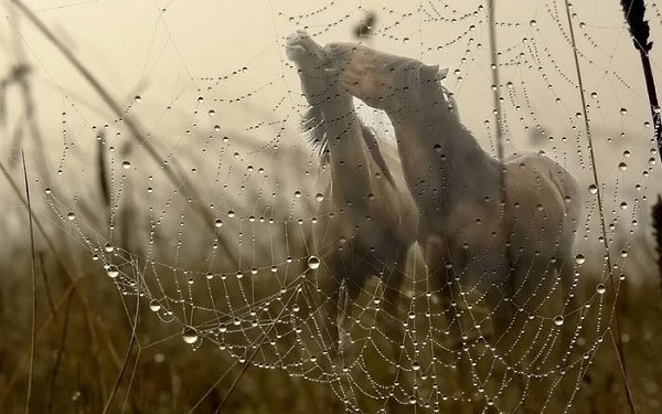 ))).Живое, красивое и благородное,Вечно подвластное, вечно свободное,Страстное, пылкое и ...