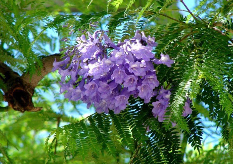   . (Jacaranda mimosifolia) ,     , ... - 4