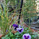  , , 60  -  11  2016    - 2016