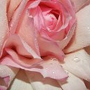  Irina, , 56  -  13  2017   *My flowers*