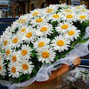 ���� ����, ������������ - ��������� 7 ����� 2017 � ������ ������ ��������