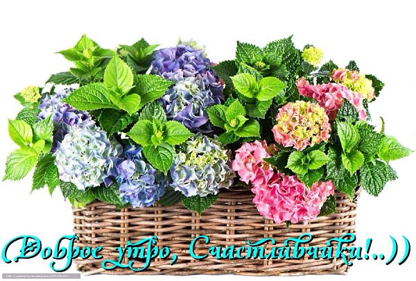 Сказочных, ярких, теплых выходных Вам!..)).Утро доброе с улыбкой Прибежало на порог. Люди спят, и ...