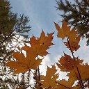  , , 63  -  17  2016    .