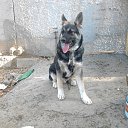  , , 67  -  17  2017      ..