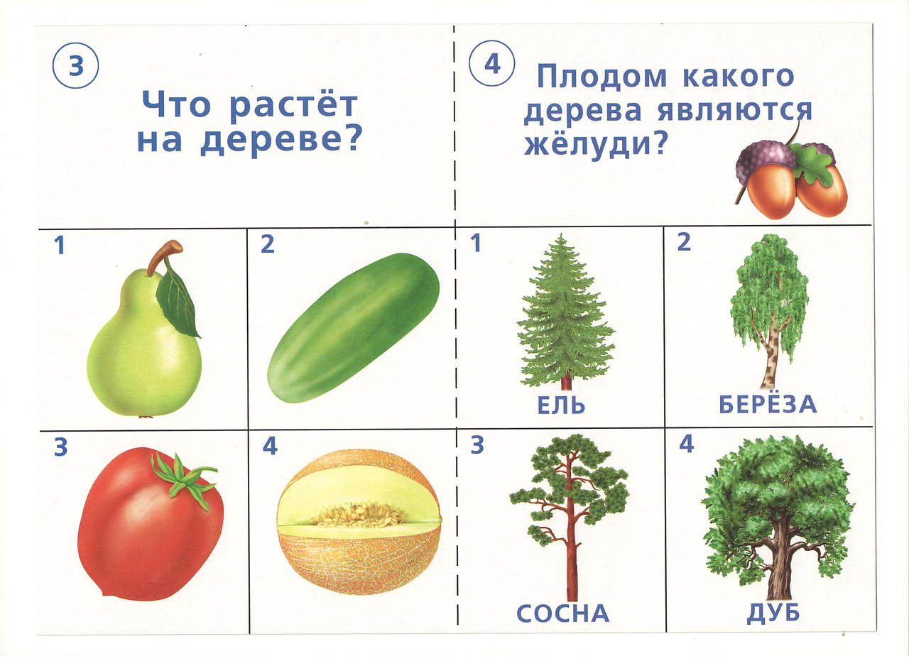 Презентация окружающий мир для дошкольников 6 7 лет