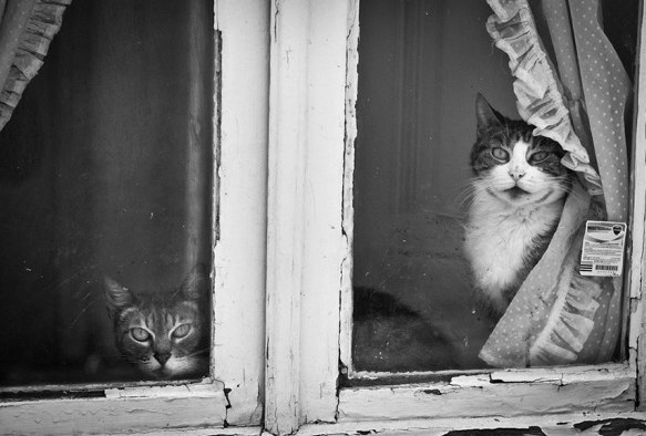 Коты очень скучают, когда их оставляют одних дома, они сразу же ложатся спать, чтобы время быстрее ... - 7
