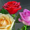 ���� ������, ������, 52 ���� - ��������� 16 ������� 2017 � ������ ���� ����������