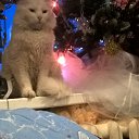 ���� �������, ������, 54 ���� - ��������� 31 ������� 2016 � ������ ���� ����������