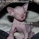 ���� ��������� �������, ������ - ��������� 8 ����� 2017 � ������ ������ ��������