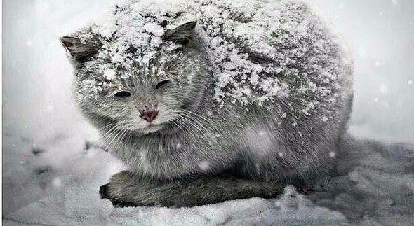 Скоро настанут холода... Пожалуйста, во время покупок, купите одну-две дешевые сосиски в отдельный ...