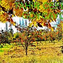  ,  -  7  2016                 λ