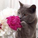 ���� �����, ��������, 39 ��� - ��������� 6 ������ 2017 � ������ ���� ����������