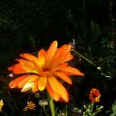 ���� ��������, ������� ��������, 68 ��� - ��������� 8 ������ 2017 � ������ ���� ����������