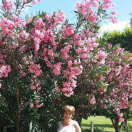 �������, ������, 71 ���