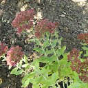  , , 73  -  25  2016     2016