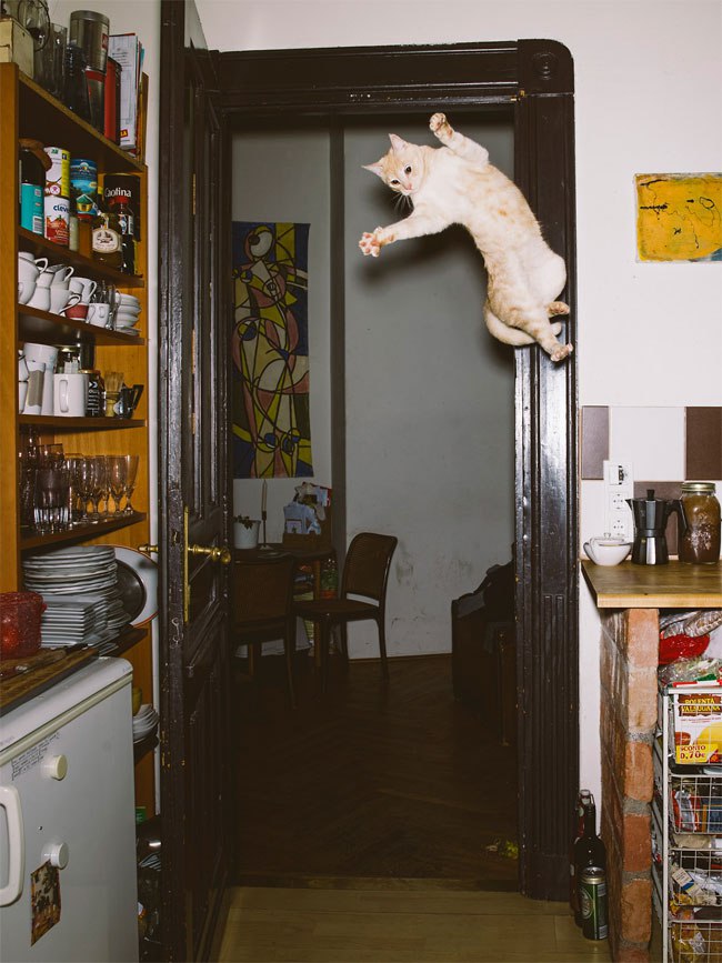 CATS OF ALL - 12 ������� 2016 � 17:04