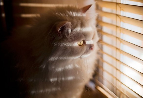 Коты очень скучают, когда их оставляют одних дома, они сразу же ложатся спать, чтобы время быстрее ... - 6