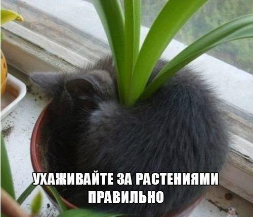 ��� �������� �������� - 11 �������� 2016 � 14:15