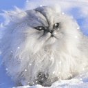 ���� ����, ��������� - ��������� 6 ������ 2017 � ������ ���� ����������