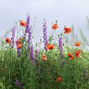 ���� �������, ������� �����, 51 ��� - ��������� 11 ������� 2016 � ������ ���� ����������