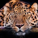  *****Nataliya*****,  -  11  2016    