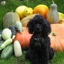 ���� �����, ������, 62 ���� - ��������� 12 ������� 2017