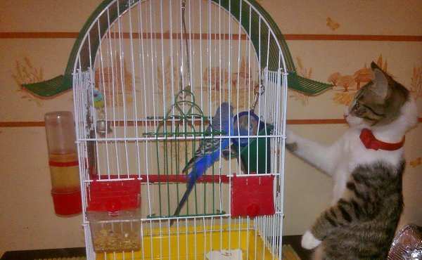 #Безкота_Добро.В начале июня этого года, проснувшись утром, я услышала негромкое мяуканье за окном, ... - 4