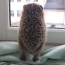 ���� �������, ������, 54 ���� - ��������� 21 ������ 2017 � ������ ������ ��������