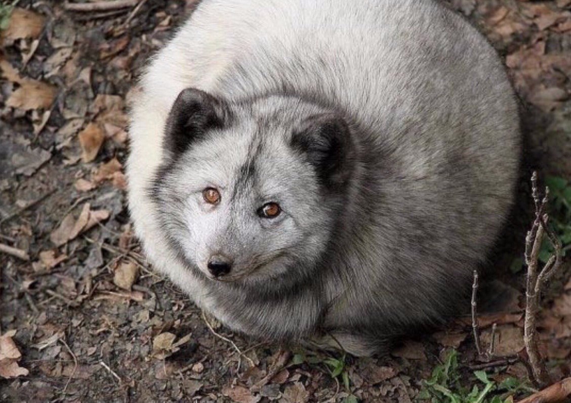   .#animal@travel.blog