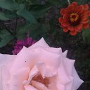  ,  , 33  -  26  2016     