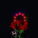  Swetlana @};--@};--@};--@};--,  -  8  2017   