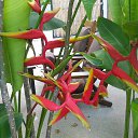    -  ,  -  6  2016    2014.  11.  lawana ( )