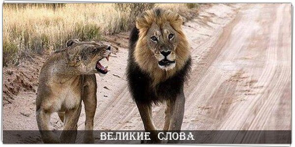 Настоящие мужчины никогда не обижаются на женщин. Они просто ждут, когда они успокоятся и продолжают ...