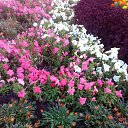 ���� �����, �����������, 60 ��� - ��������� 8 ������� 2016 � ������ �����-����� 2016�